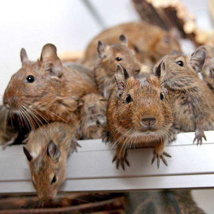 Alles rund um Degus - Haltung, Gesundheit, Verhalten uvm.